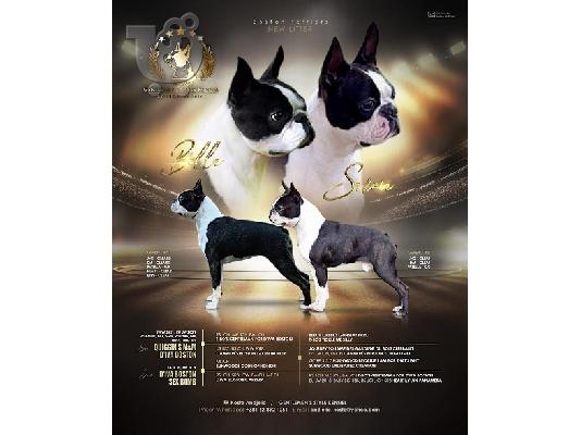 PoulaTo: Boston Terrier
